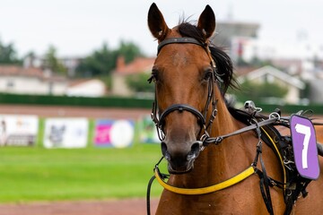 horse racing hippodrome of feurs