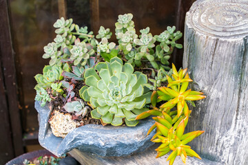 Miniature succulent plants (succulent cactus) at the garden