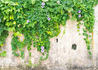 green wall with morning glory for background