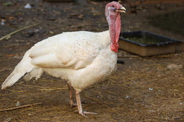 White Turkey is stand up  and rest in garden at thailand