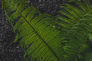 fern leaf background