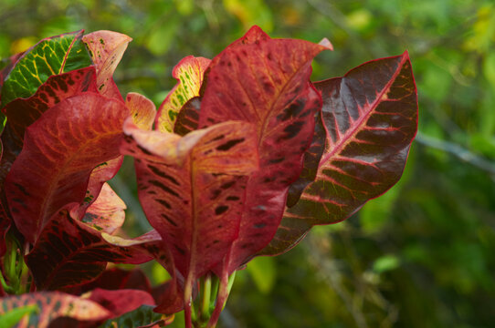hoja