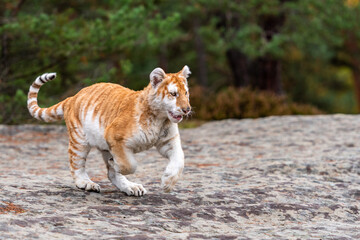 A Male Bengal Tiger marking his territory.Image taken during a safari at Bandhavgarh national park in the state of Madhya Pradesh in India.Scientific name- Panthera Tigris