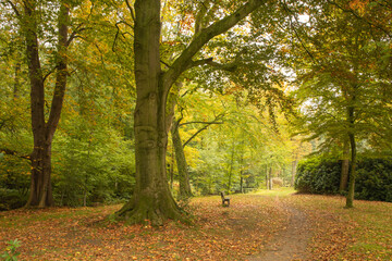 Fototapeta premium Herbst im Münsterland