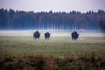 Belarus north trip