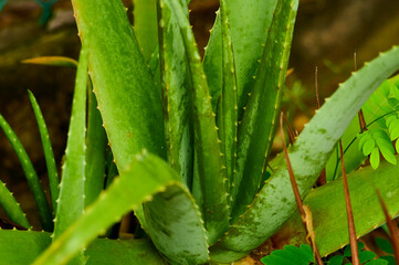 agave