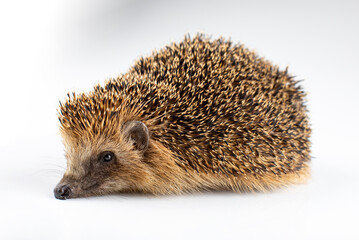 Closeup hedgehog © Stefan Renner