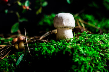 Mushrooms in natural conditions. Close-up shot
