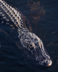 American Alligator in a South Florida lake near lilypads 