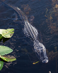 American Alligator in a South Florida lake near lilypads 