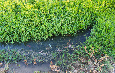 Obraz premium Stream bed green moss and stones