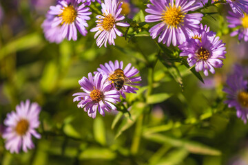 Bee on a purple plant in a flowerbed in a garden on a sunny autumn day