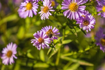 Bee on a purple plant in a flowerbed in a garden on a sunny autumn day
