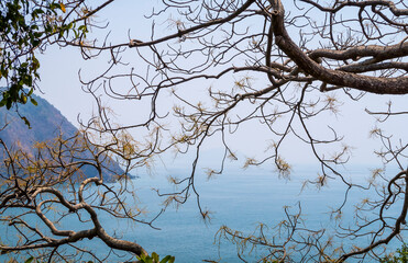 Twisting thin branches of a tree on a blue background of sky, sea and mountains in a haze