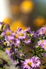 Macro photography of a bee pollinating a flower on a beautiful background and with a bokeh flower bed in the garden