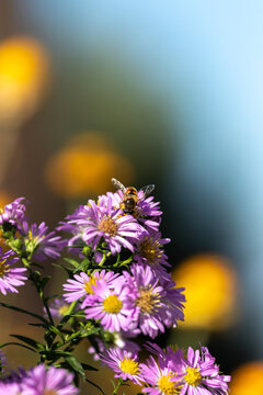 Macro photography of a bee pollinating a flower on a beautiful background and with a bokeh flower bed in the garden