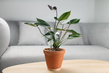 Black flamingo flower or Anthurium andraeanum in clay pot on wooden table in living room. Air purifying plants in the home