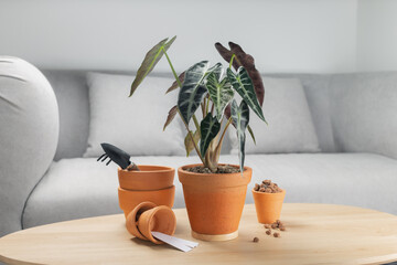 Alocasia sanderiana Bull or Alocasia Plant in clay pot