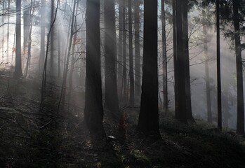 misty morning in the forest with sunlight - 386437273