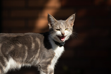 The cat meows strongly looking for mom asks for help