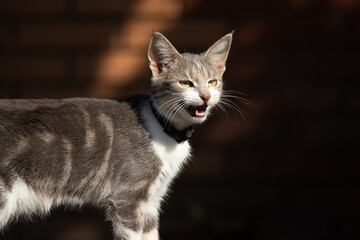 Obraz premium The cat meows strongly looking for mom asks for help