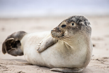 seals baby at the danish coast