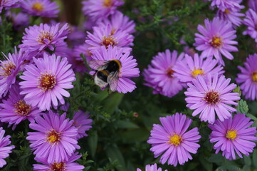 Fototapeta premium Hummel