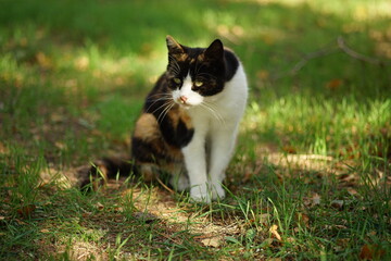 Naklejka na ściany i meble Tricolor kitty hunting in summer garden. Calico cat sitting on the green grass.