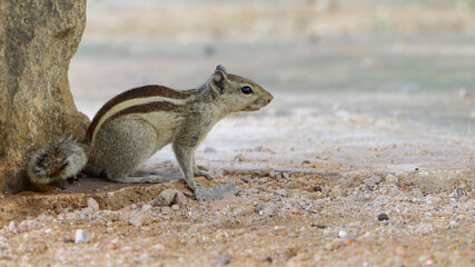  Three-striped palm squirrel resting in the shade 