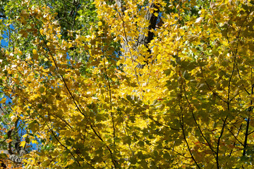 leaves in the forest
