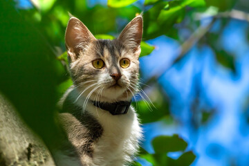 Portrait of a beautiful domestic kitten on a tree
