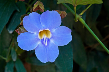 Bengal clock vine flower (Thunbergia grandiflora)