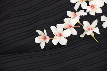 A close-up view of tung blossoms on a black background.