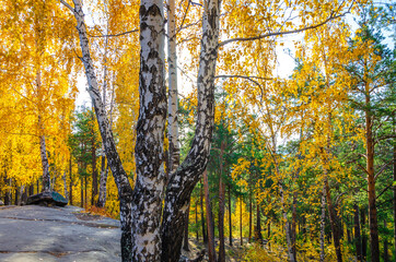 Obraz premium Autumn forest with birches and pines .