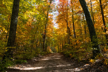 Obraz premium path in autumn forest