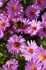 Obraz premium Hummel