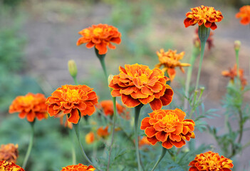 A close-up on blooming tagetes, marigold flowers of orange color with highlights of red and yellow growing in the flowerbed in summer.
