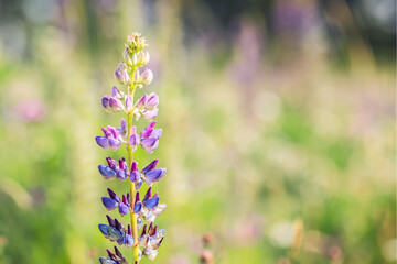 Blooming lupine flowers (Lupinus) in the field