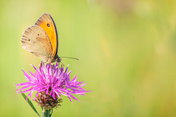 A brown knapweed flower in the field in the summer with a meadow brown (Maniola jurtina) butterfly
