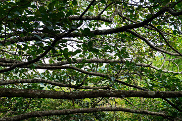 Tree branches in the tropical rainforest, Belo Horizonte, Brazil 
