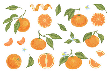 Fototapeta na wymiar Vector realistic set of citrus fruits mandarin, tangerine, orange with leaves.