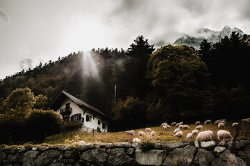 casa en el pirineo con una parcela con animales  © Juan Martínez 