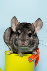 Cute grey chinchilla on a watering can on a blue background looking at the camera