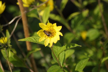 Schwirrfliege