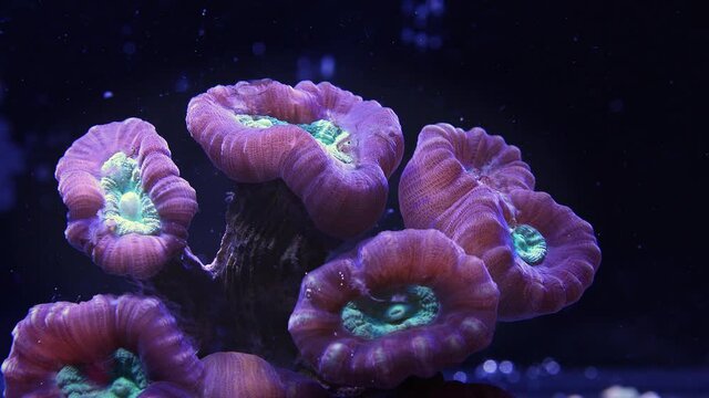 Caulastrea Coral feeding time lapse