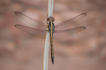 dragonfly sitting on wire, dragonfly is an insects, odonata, living thing, insect's, close to nature, closeup short