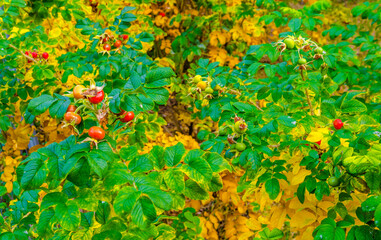 Ripe rosehip on a Bush in the Park in autumn.