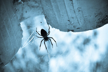 spider on the web blue filter