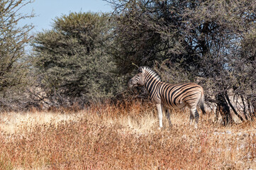 Fototapeta na wymiar A Burchells zebra between trees
