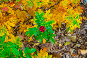 Red rosehip flower on a green Bush in autumn.
